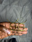 Cowrie Gold Earrings